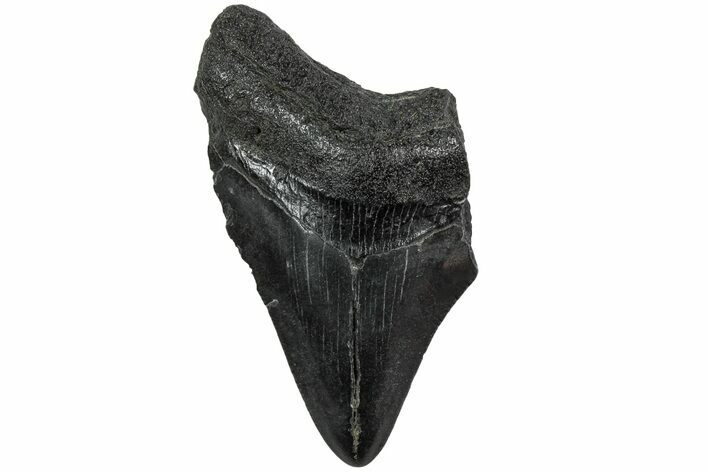 Partial Megalodon Tooth #194079